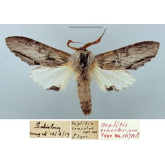 /filer/webapps/moths/media/images/C/concolor_Hoplitis_HT_TMSA_v3euxLo.jpg
