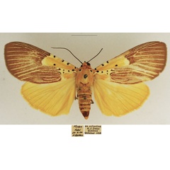 /filer/webapps/moths/media/images/S/speciosa_Asota_AF_TMSA_03.jpg