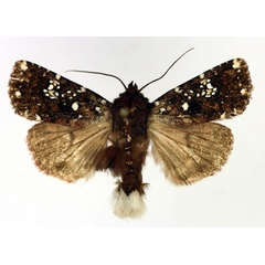 /filer/webapps/moths/media/images/A/africana_Feliniopsis_AM_Aulombard.jpg