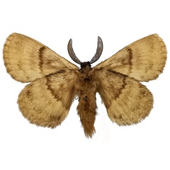 /filer/webapps/moths/media/images/O/obscura_Philotherma_AM_NHMUK_02b.jpg