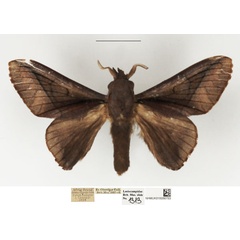 /filer/webapps/moths/media/images/S/sjostedti_Stoermeriana_AM_NHMUK.jpg
