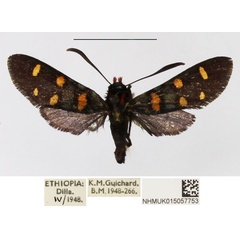 /filer/webapps/moths/media/images/C/cyanoxantha_Arniocera_AM_NHMUK_02.jpg
