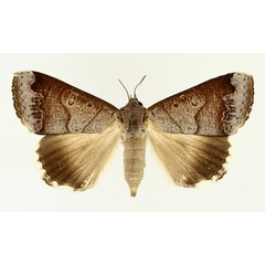 /filer/webapps/moths/media/images/S/salita_Ophiusa_AF_TMSA_01.jpg