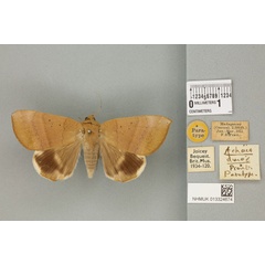 /filer/webapps/moths/media/images/D/dmoe_Achaea_ST_BMNH_04a.jpg