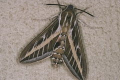 Hyles livornica