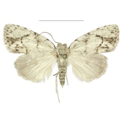 /filer/webapps/moths/media/images/I/inopinata_Ezishnola_AF_ANHRT.jpg