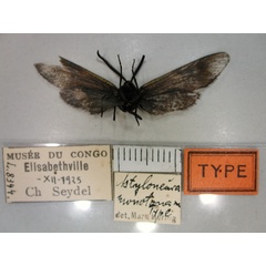 /filer/webapps/moths/media/images/M/monotona_Astyloneura_HT_RMCA_02.jpg