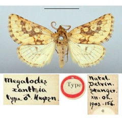 /filer/webapps/moths/media/images/X/xanthia_Megalodes_HT_BMNH.jpg