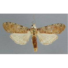 /filer/webapps/moths/media/images/A/africana_Scrancia_A_RMCA.jpg