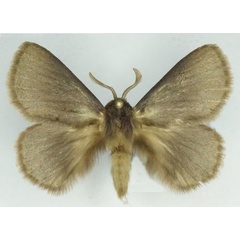 /filer/webapps/moths/media/images/I/incerta_Phyllalia_AM_Stroehle_03.jpg