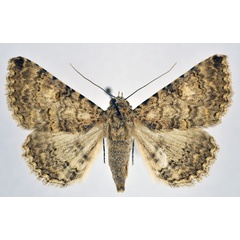 /filer/webapps/moths/media/images/A/asiria_Rhabdophera_A_NHMO.jpg