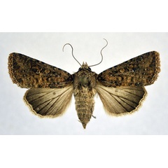 /filer/webapps/moths/media/images/L/larseni_Mythimna_AF_NHMO.jpg