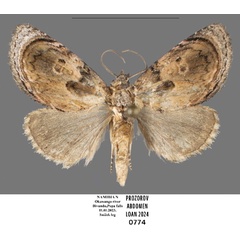 /filer/webapps/moths/media/images/M/major_Paracroria_AM_Mueller.jpg