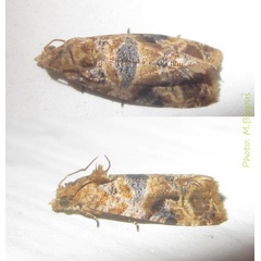 /filer/webapps/moths/media/images/V/vanillana_Lobesia_A_Bippus.jpg