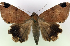 Achaea lienardi