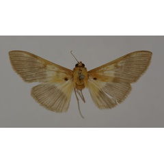 /filer/webapps/moths/media/images/S/semilugens_Syllepte_HT_BMNH.jpg
