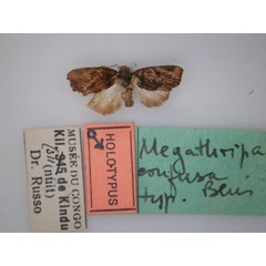 /filer/webapps/moths/media/images/C/confusa_Holothripa_HT_RMCA_01.jpg