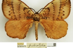 Malagasanja palliatella