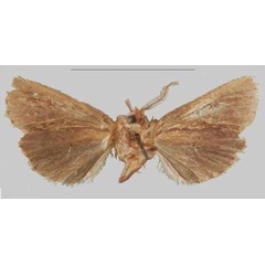 /filer/webapps/moths/media/images/T/tanganyika_Sciomesa_HT_NHMUKb.jpg