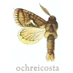 /filer/webapps/moths/media/images/O/ochreicosta_Teragra_HT_MfN.jpg