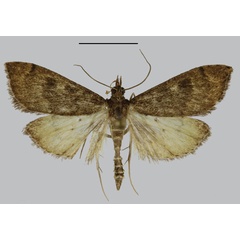 /filer/webapps/moths/media/images/M/meruensis_Udea_HT_NHMO.jpg