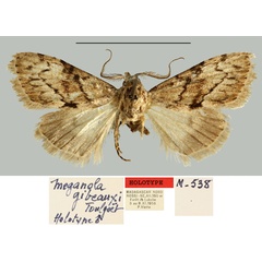 /filer/webapps/moths/media/images/G/gibeauxi_Meganola_HT_MNHN.jpg