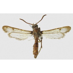 /filer/webapps/moths/media/images/K/kaphetea_Hyleina_PTM_ZSM.jpg