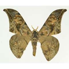 /filer/webapps/moths/media/images/A/adiegetum_Orthogonioptilum_AM_Basquin.jpg