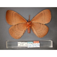 /filer/webapps/moths/media/images/N/nigrorufa_Jana_HT_RMCA_02.jpg