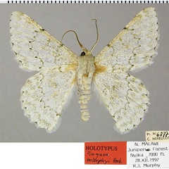 /filer/webapps/moths/media/images/M/murphyi_Pingasa_HT_ZSM_01.jpg