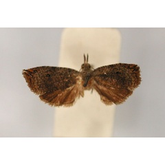 /filer/webapps/moths/media/images/M/microcosma_Cosmorrhyncha_PT_RMCA_01.jpg