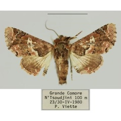 /filer/webapps/moths/media/images/V/verini_Eutelia_AM_MNHN_02.jpg