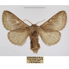 /filer/webapps/moths/media/images/M/meyi_Sena_AF_TMSA_01.jpg