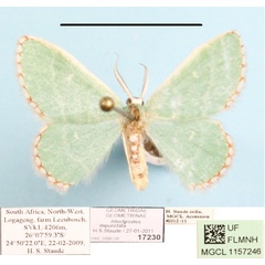 /filer/webapps/moths/media/images/I/impunctata_Allochrostes_A_MGCL_01.jpg