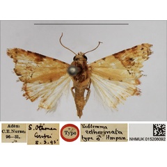 /filer/webapps/moths/media/images/E/ecthaemata_Eublemma_HT_NHMUK.jpg