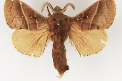 Bombycopsis metallicus