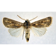 /filer/webapps/moths/media/images/P/pictifascia_Agrotis_AM_NHMO.jpg