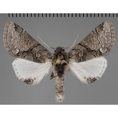 /filer/webapps/moths/media/images/D/diplogramma_Thiacidas_AM_Fiebig_01.jpg