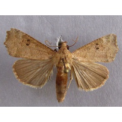 /filer/webapps/moths/media/images/S/sabulifera_Anomis_A_Baron_01.jpg