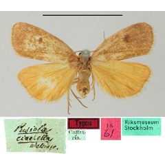 /filer/webapps/moths/media/images/C/cinerella_Lithosia_HT_SNHM.jpg