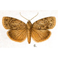 /filer/webapps/moths/media/images/S/stictigrapta_Characoma_AM_Lamborn_17-6.jpg