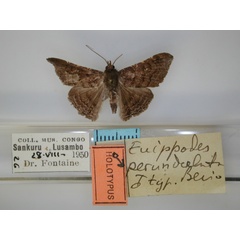 /filer/webapps/moths/media/images/P/perundulata_Euippodes_HT_RMCA_01.jpg