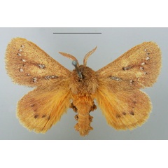 /filer/webapps/moths/media/images/M/maculigera_Laeliopsis_AM_TMSA.jpg