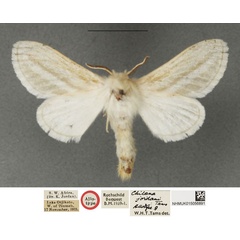 /filer/webapps/moths/media/images/J/jordani_Beralade_AT_NHMUK.jpg