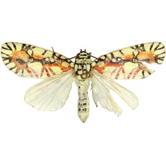 /filer/webapps/moths/media/images/H/haemagrapha_Mazuca_AM_MCJM.jpg