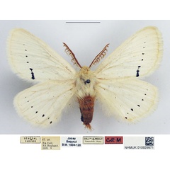 /filer/webapps/moths/media/images/V/venusta_Phiala_AM_NHMUK.jpg
