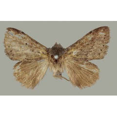 /filer/webapps/moths/media/images/C/cinerea_Haplopacha_HT_BMNH.jpg