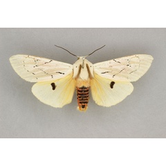/filer/webapps/moths/media/images/A/amasis_Rhodogastria_AM_BMNH.jpg