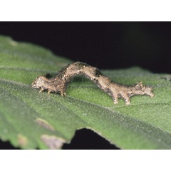 /filer/webapps/moths/media/images/U/umbrigera_Acontia_C_Roland.JPG