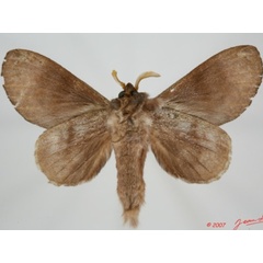 /filer/webapps/moths/media/images/P/porphyria_Cryptopacha_AM_Albertb_01.jpg